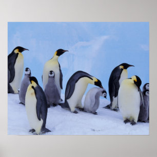 Affiche Antarctique, Emporer Penguin ((Aptenodytes