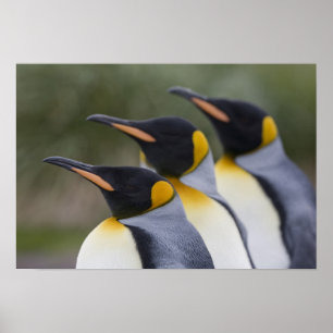 Affiche Antarctique, île de Géorgie du Sud (Royaume-Uni), 