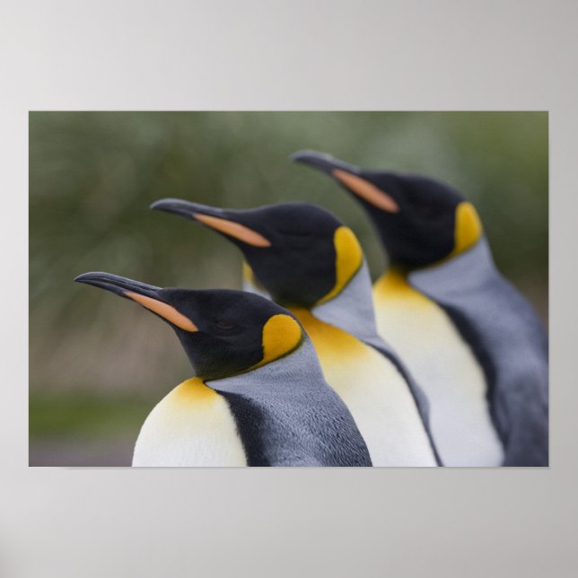 Affiche Antarctique, île de Géorgie du Sud (Royaume-Uni),  (Devant)