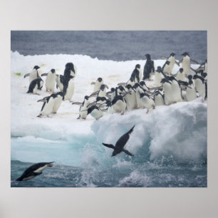 Affiche Antarctique, île Paulet. Manchots Adélie