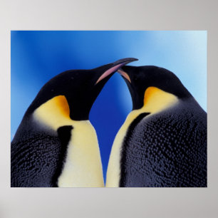 Affiche Antarctique, Manchots empereurs