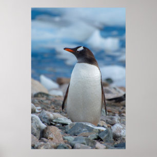 Affiche Antarctique. Neko Harbor. Manchot papou