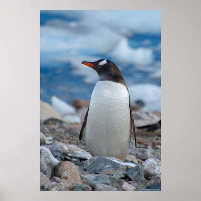 Affiche Antarctique. Neko Harbor. Manchot papou (Devant)