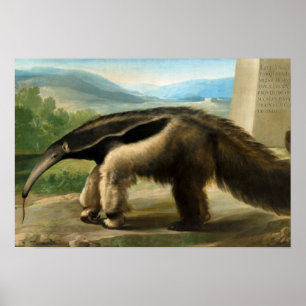 Affiche Anteater géant de Sa Majesté par Anton R. Mengs