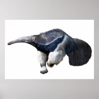 Anteater géant isolé marche Carte postale T-shirt