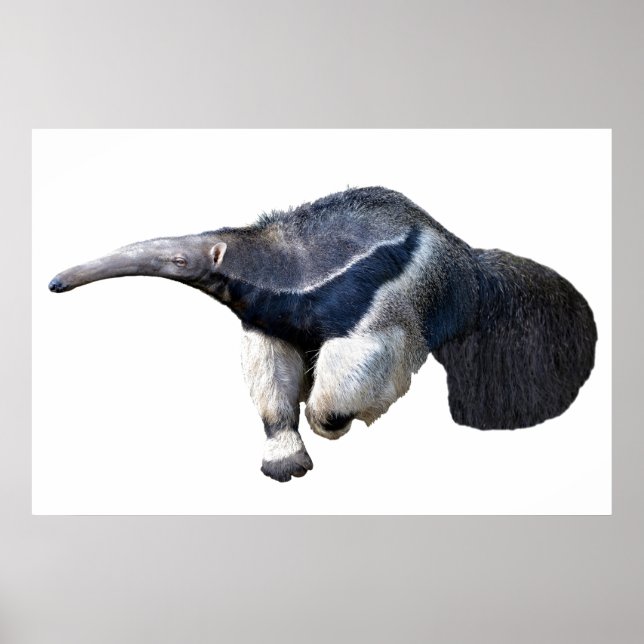 Affiche Anteater géant isolé marche Carte postale T-shirt (Devant)
