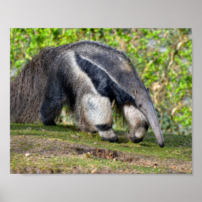 Affiche Anteater géant marcher sur l'herbe Carte postale d (Devant)