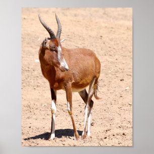 Affiche Antelope blesbok