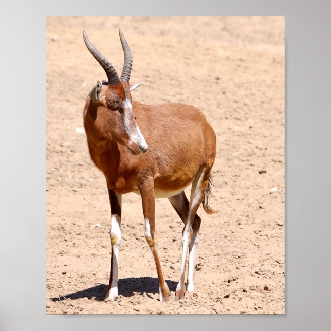 Affiche Antelope blesbok (Devant)