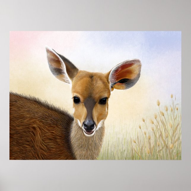 Affiche Antelope Bushbuck Young African Deer Drawing (Devant)