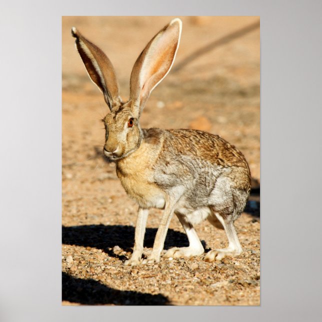 Affiche Antelope portrait de lapin, Arizona (Devant)