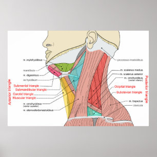 Affiche Antérieur Triangle supérieur Triangle cou Muscles