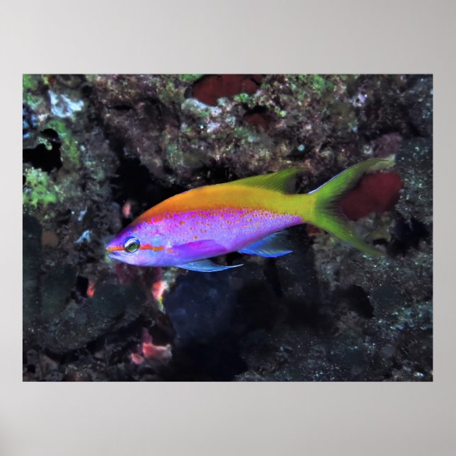 Affiche Anthia (Devant)