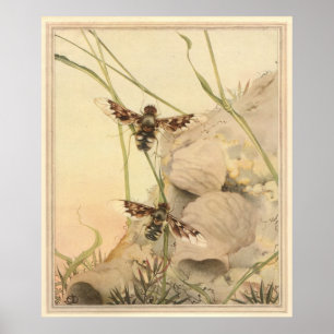 Affiche ANTHRAX FLY - Illustration du livre d'insectes