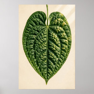 Affiche Anthurium Bullated Light