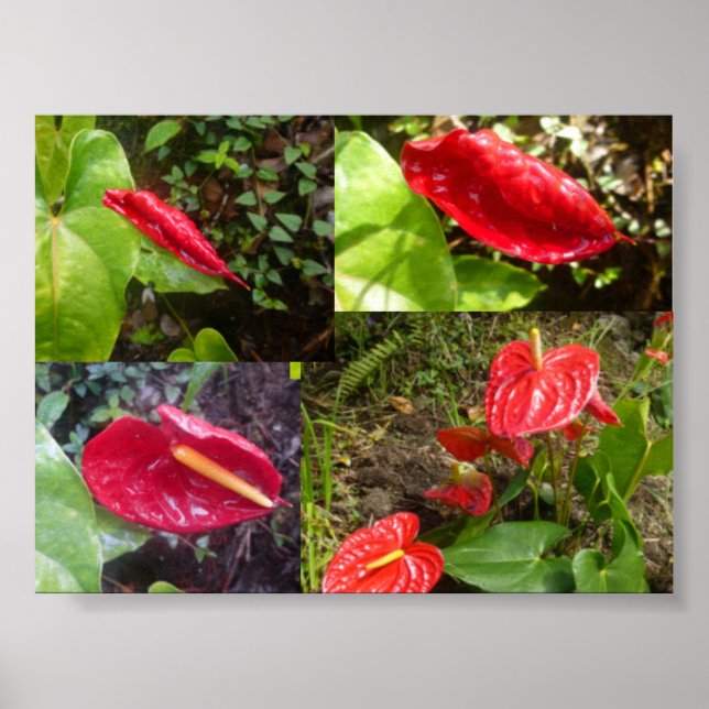 Affiche Anthurium - GRANDE ÎLE HAWAII (Devant)