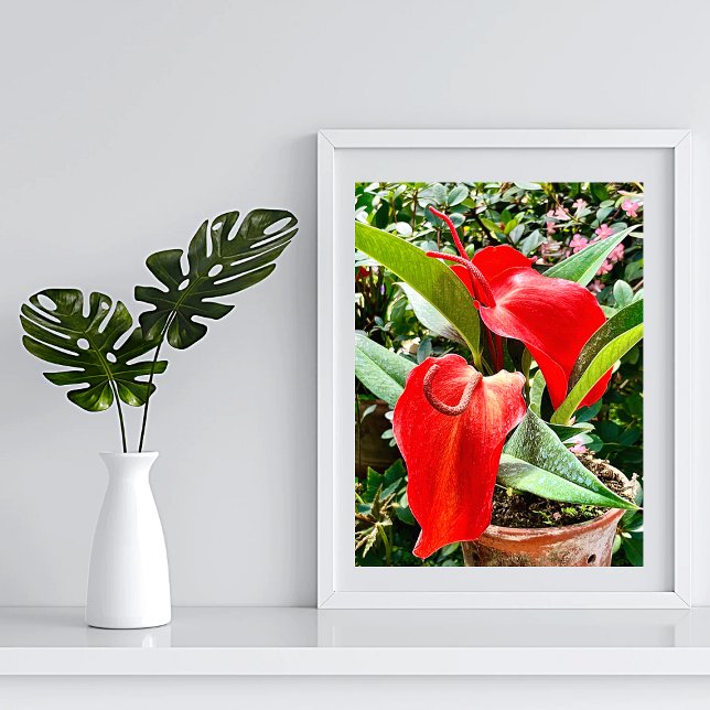 Affiche Anthurium Red Flower Mexique (Créateur téléchargé)