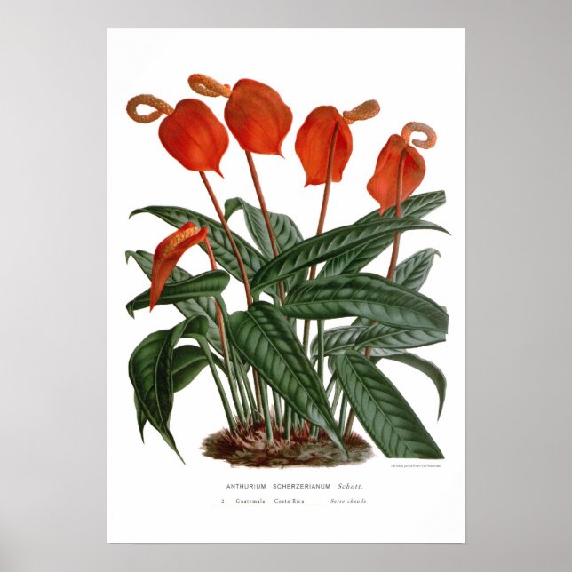 Affiche Anthurium scherzerianum (Devant)