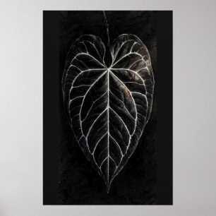 Affiche Anthurium Silver-Vein Black Heart