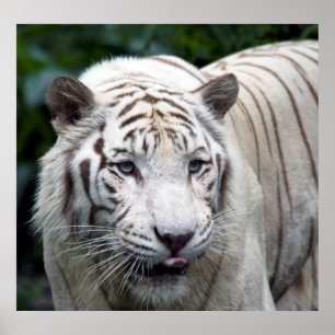 Affiche Anticipation