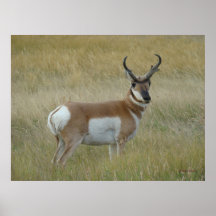 Antilope d'Amérique A1 Grand Buck
