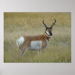 Affiche Antilope d'Amérique A1 Grand Buck
