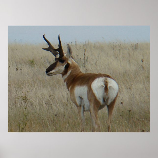 Affiche Antilope d'Amérique A22 Grand Buck (Devant)