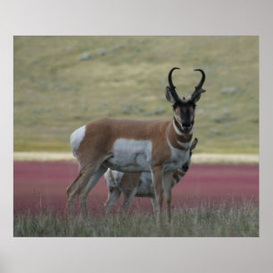 Affiche Antilope d'Amérique A24