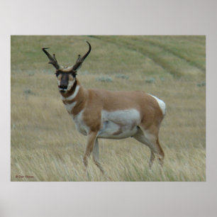 Affiche Antilope d'Amérique A33 Cornes torses