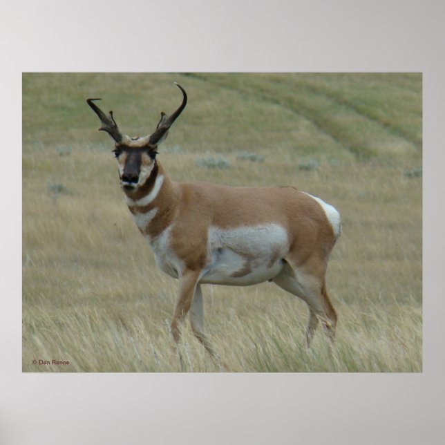 Affiche Antilope d'Amérique A33 Cornes torses (Devant)