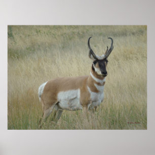 Affiche Antilope d'Amérique A8 Grand Buck
