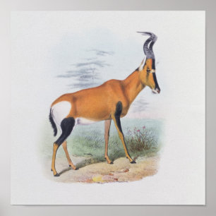 Affiche Antilope, "du livre des antilopes",