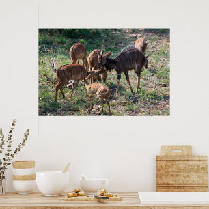 Affiche Antilope nyala gracieuse en Afrique