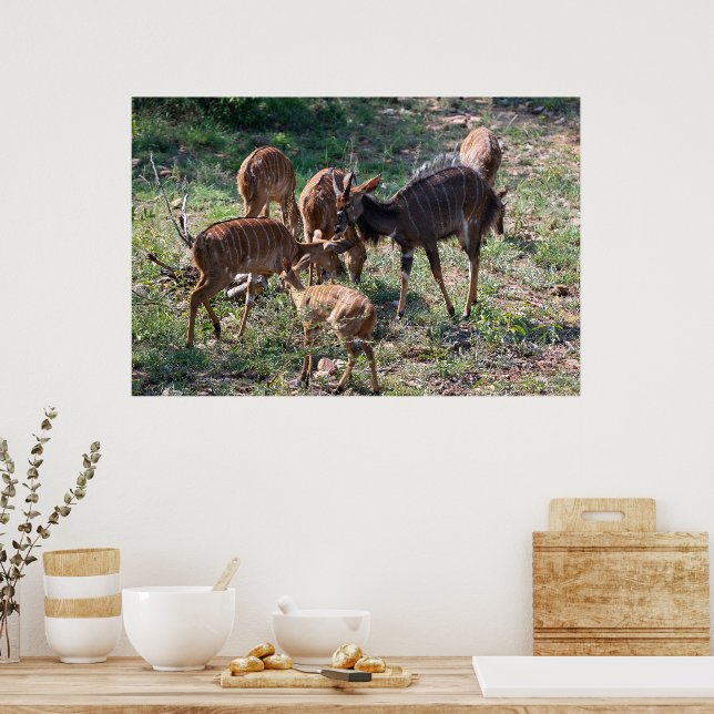 Affiche Antilope nyala gracieuse en Afrique (Cuisine)
