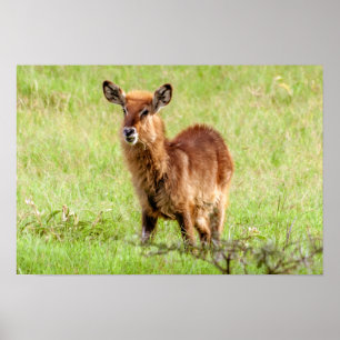 Affiche Antilope Waterbuck de brun de jeunes des images  