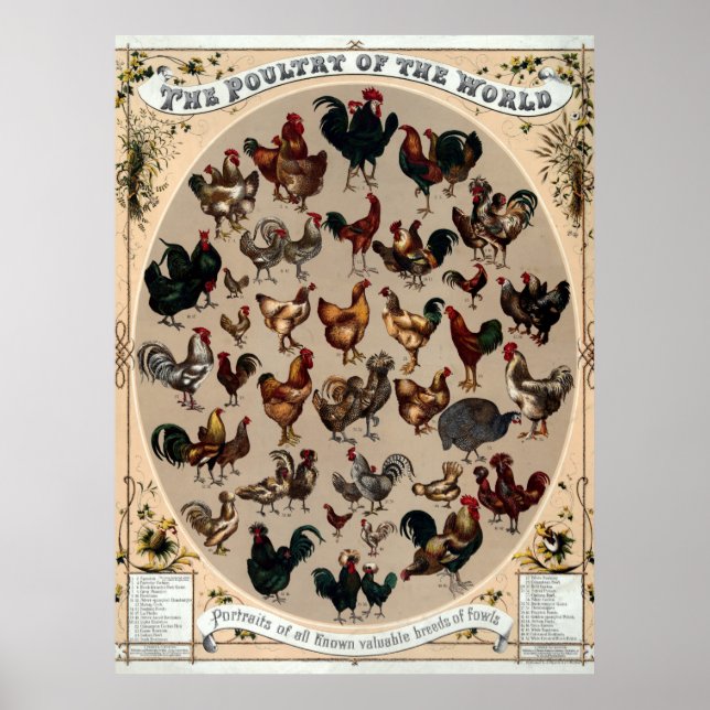 Affiche Antique 1868 Volaille du monde (Devant)