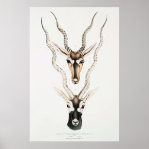 Affiche Antique African Antelope Horns Vintage Animal 