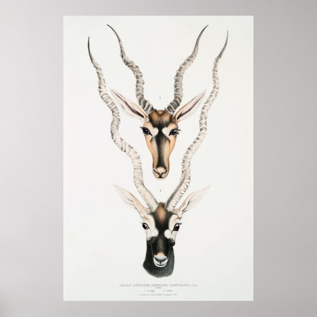 Affiche Antique African Antelope Horns Vintage Animal  (Devant)