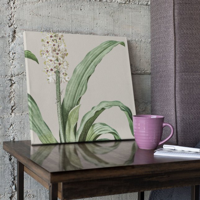 Affiche Antique Aquarelle Botanique Imprimer (Watercolor Antique Botanical Print Poster)