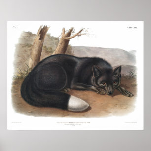 Affiche Antique Black Fox Imprimer Académie Vintage Cabinc