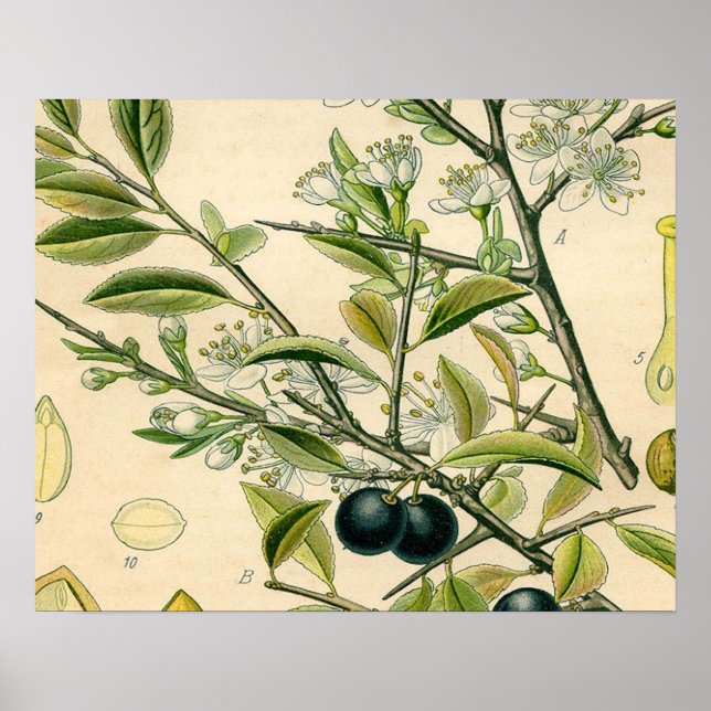 Affiche Antique Blackthorn Botanique Imprimé Fleur Berry (Devant)