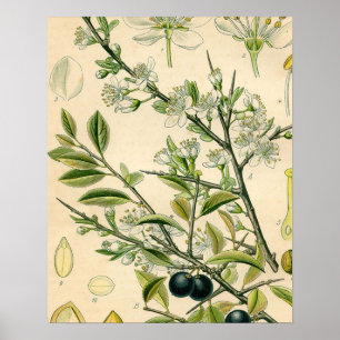 Affiche Antique Blackthorn Botanique Imprimé Fleur Berry