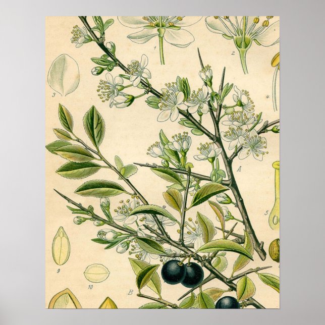 Affiche Antique Blackthorn Botanique Imprimé Fleur Berry (Devant)