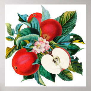 Affiche Antique botanical apple fruit arrangement, apple t