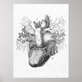 Affiche Antique Coeur Anatomie Noir & Blanc Vintage
