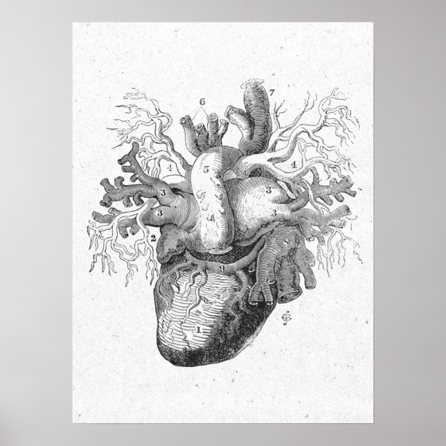 Affiche Antique Coeur Anatomie Noir & Blanc Vintage (Devant)