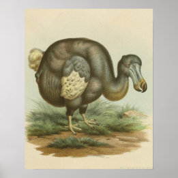 Affiche Antique Dodo Bird Histoire naturelle