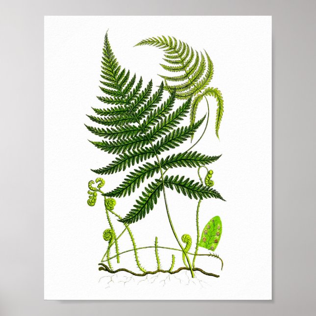 Affiche Antique Fern Imprimer No 9 Green Nature Botanical  (Devant)