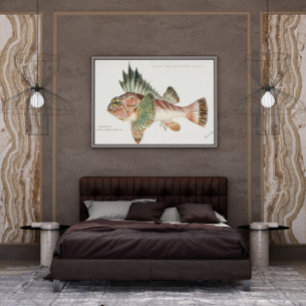 Affiche Antique Fish Neosebastes Scorpaenoides 1808