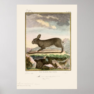 Affiche Antique Lapin Rabbit Couleur Etching